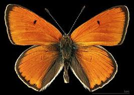 Attēlu rezultāti vaicājumam “Lycaena dispar underside”