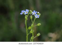 Attēlu rezultāti vaicājumam “Myosotis laxa subsp. baltica”