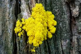 Attēlu rezultāti vaicājumam “Fuligo septica var. rosea young”