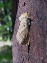 Attēlu rezultāti vaicājumam “Hepialidae”