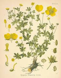 Image result for Potentilla tormentilla