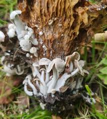 Attēlu rezultāti vaicājumam “Asterophora lycoperdoides”