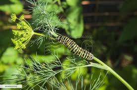 Attēlu rezultāti vaicājumam “Papilio machaon larva”