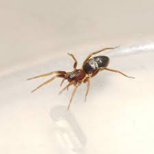 Attēlu rezultāti vaicājumam “Micarea sp.”