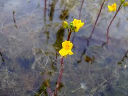 Attēlu rezultāti vaicājumam “Utricularia vulgaris flower”