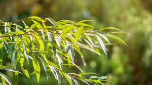 Attēlu rezultāti vaicājumam “Salix x fragilis”