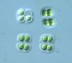 Attēlu rezultāti vaicājumam “Gloeocapsa rupestris”