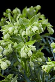 Image result for Helleborus foetidus