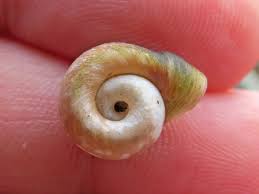 Attēlu rezultāti vaicājumam “Planorbidae”