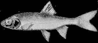 Image result for Mylopharodon conocephalus