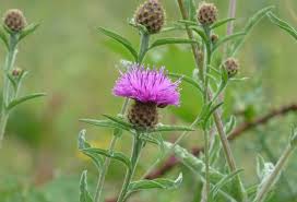Image result for Centaurea nigra