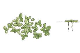 Attēlu rezultāti vaicājumam “Lemna minor”