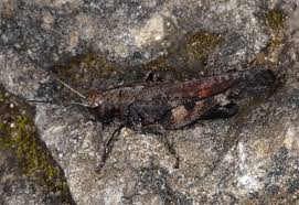 Attēlu rezultāti vaicājumam “Psophus stridulus”