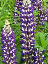 Attēlu rezultāti vaicājumam “Lupinus polyphyllus flower”