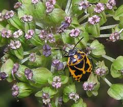 Attēlu rezultāti vaicājumam “Eurydema dominulus imago”