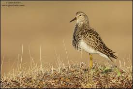 Image result for Calidris melanotos