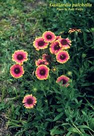 Image result for Gaillardia pulchella