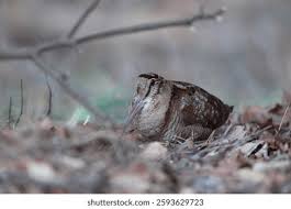 Attēlu rezultāti vaicājumam “Scolopax rusticola nest”
