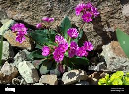 Image result for Bitterwurz