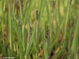 Image result for rosa aquatica