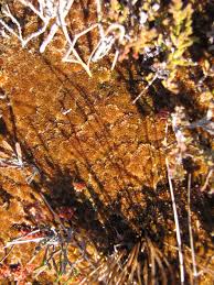 Attēlu rezultāti vaicājumam “Sphagnum fuscum”