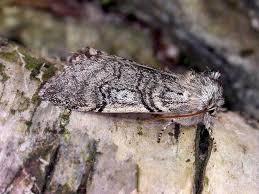 Attēlu rezultāti vaicājumam “Achlya flavicornis”