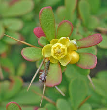Attēlu rezultāti vaicājumam “Berberis vulgaris flower”