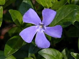 Attēlu rezultāti vaicājumam “Vinca minor flower”