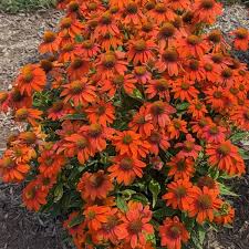 Attēlu rezultāti vaicājumam “Calamagrostis purpurea fruit”