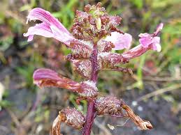 Attēlu rezultāti vaicājumam “Pedicularis palustris flower”