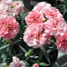 Attēlu rezultāti vaicājumam “Dianthus arenarius leaf”