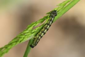 Attēlu rezultāti vaicājumam “Agriopis leucophaearia”