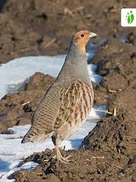 Attēlu rezultāti vaicājumam “Perdix perdix”