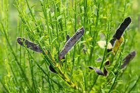 Attēlu rezultāti vaicājumam “Cytisus scoparius fruit”