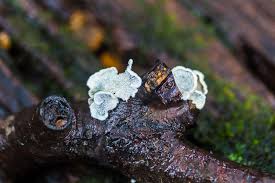 Attēlu rezultāti vaicājumam “Plicaturopsis crispa”