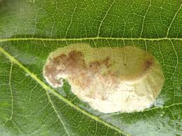 Attēlu rezultāti vaicājumam “Licea pygmaea spores”