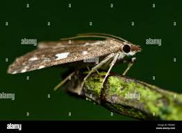 Attēlu rezultāti vaicājumam “Udea olivalis”