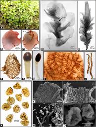 Attēlu rezultāti vaicājumam “Jungermannia leiantha”