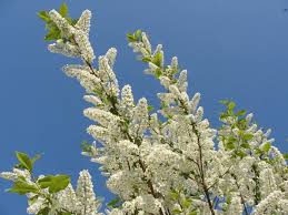Attēlu rezultāti vaicājumam “Prunus padus var. roseiflora flower”