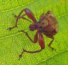 Attēlu rezultāti vaicājumam “Attelabidae”