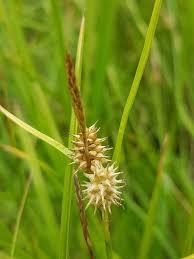 Attēlu rezultāti vaicājumam “Carex flava”