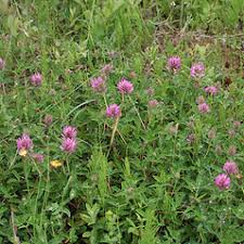 Attēlu rezultāti vaicājumam “Trifolium medium leaf”