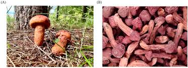 Image result for Rutilus caspicus