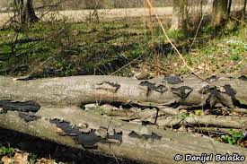 Attēlu rezultāti vaicājumam “Biscogniauxia marginata”