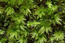 Attēlu rezultāti vaicājumam “Mnium hornum sporophyte”