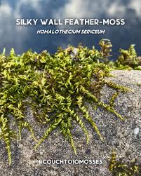 Attēlu rezultāti vaicājumam “Homalothecium sericeum”