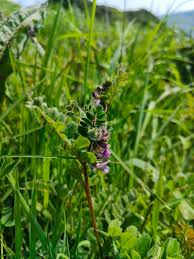 Attēlu rezultāti vaicājumam “Vicia sepium leaf”