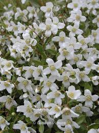 Attēlu rezultāti vaicājumam “Philadelphus lemoinei flower”