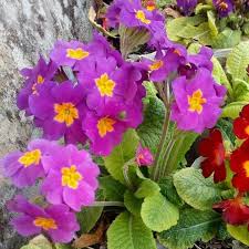 Attēlu rezultāti vaicājumam “Primula elatior flower”