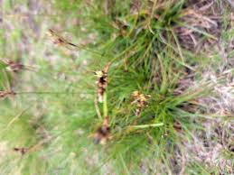 Attēlu rezultāti vaicājumam “Juncus squarrosus”